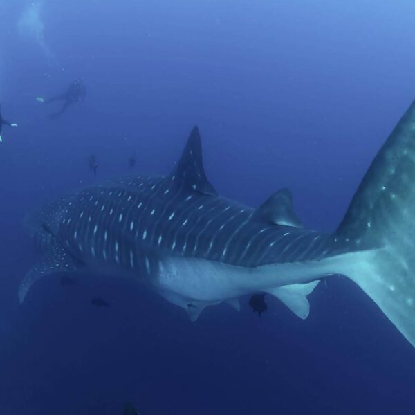 A group of scuba divers swims near a large whale shark in the deep blue waters of La Paz, known as one of the best places to encounter whale sharks.