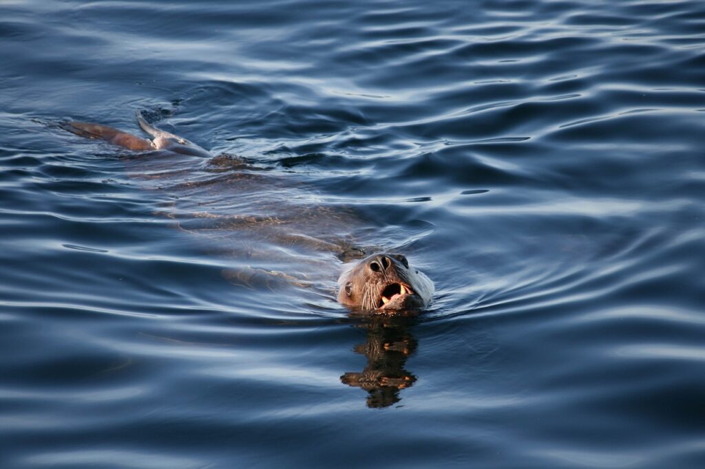 A seal with its mouth open swims on the surface of dark blue water near La Paz, creating ripples around its body—just like those you might see when you snorkel with sea lions.